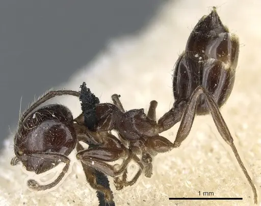 Crematogaster fruhstorferi specimen CASENT0904528 image casent0904528_3