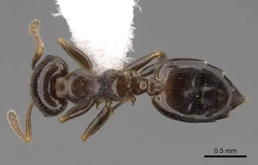Crematogaster fruhstorferi specimen CASENT0922678 image casent0922678_1
