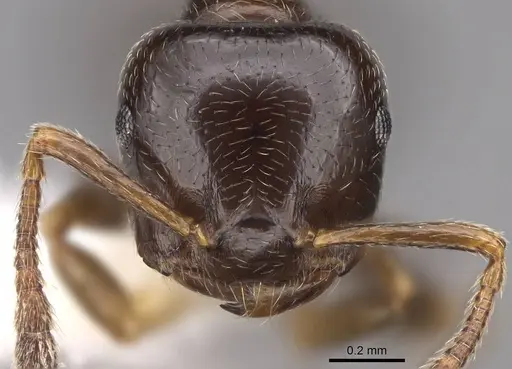 Crematogaster fruhstorferi specimen CASENT0922678 image casent0922678_2