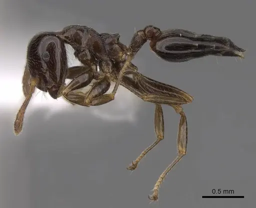 Crematogaster fruhstorferi specimen CASENT0922678 image casent0922678_3