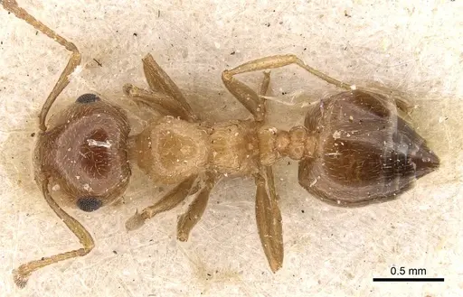 Crematogaster fuentei specimen CASENT0908472 image casent0908472_1