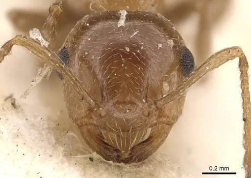 Crematogaster fuentei specimen CASENT0908472 image casent0908472_2