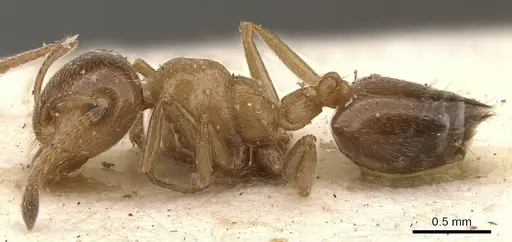 Crematogaster fuentei specimen CASENT0908472 image casent0908472_3