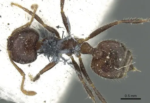 Crematogaster fusca specimen CASENT0902137 image casent0902137_1