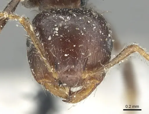 Crematogaster fusca specimen CASENT0902137 image casent0902137_2