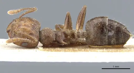 Crematogaster gabonensis specimen CASENT0904479 image casent0904479_1