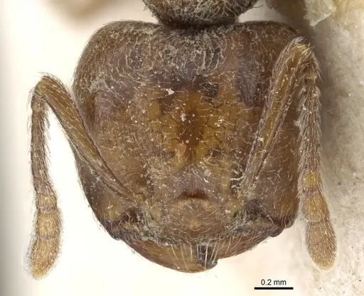 Crematogaster gabonensis specimen CASENT0904479 image casent0904479_2