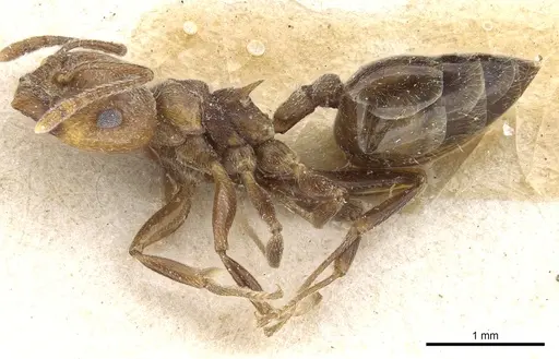 Crematogaster gabonensis specimen CASENT0904479 image casent0904479_3