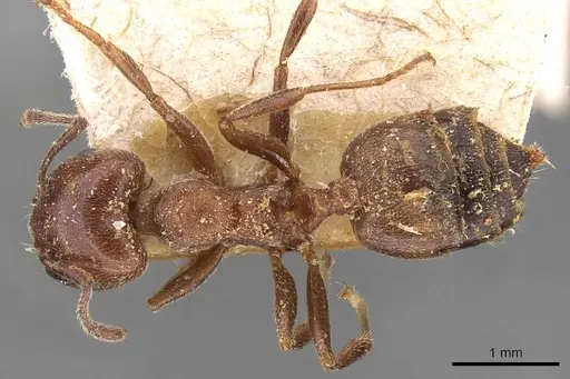 Crematogaster gabonensis specimen CASENT0908606 image casent0908606_1