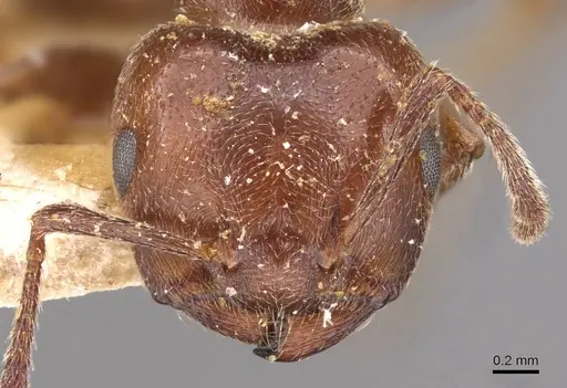 Crematogaster gabonensis specimen CASENT0908606 image casent0908606_2