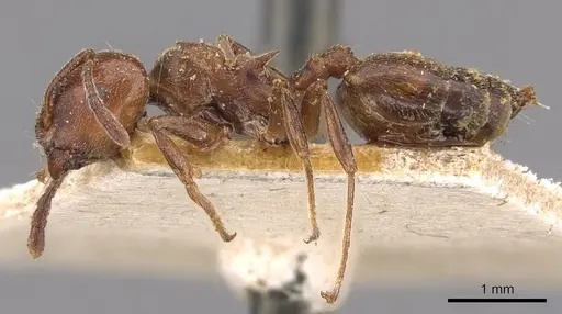 Crematogaster gabonensis specimen CASENT0908606 image casent0908606_3