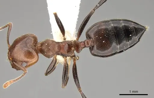 Crematogaster gabonensis specimen CASENT0914188 image casent0914188_1