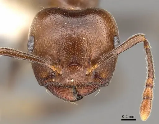 Crematogaster gabonensis specimen CASENT0914188 image casent0914188_2