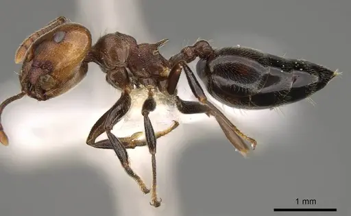 Crematogaster gabonensis specimen CASENT0914188 image casent0914188_3