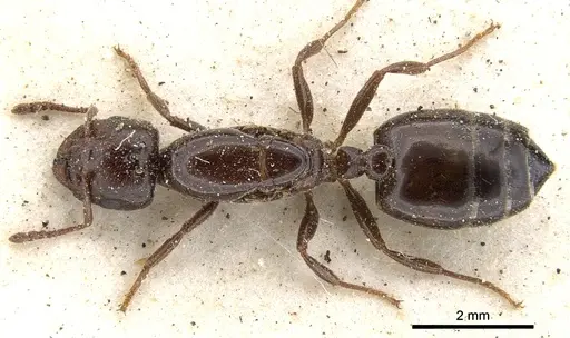 Crematogaster gallicola specimen CASENT0902097 image casent0902097_1