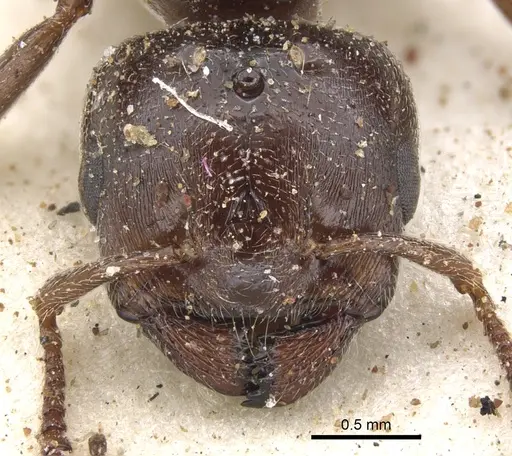 Crematogaster gallicola specimen CASENT0902097 image casent0902097_2