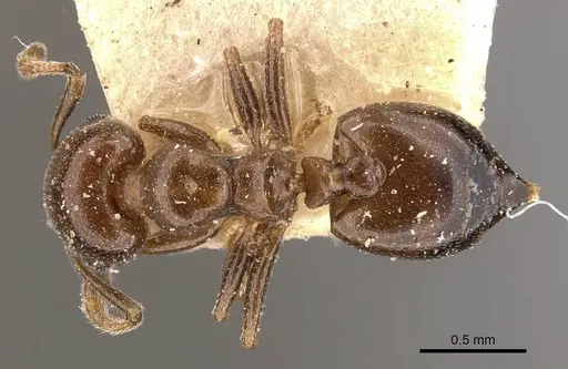 Crematogaster gallicola specimen CASENT0908527 image casent0908527_1