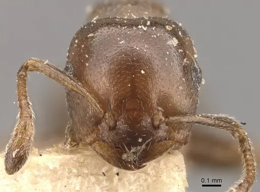 Crematogaster gallicola specimen CASENT0908527 image casent0908527_2