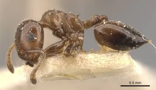 Crematogaster gallicola specimen CASENT0908527 image casent0908527_3