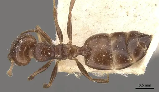 Crematogaster gallicola specimen CASENT0908532 image casent0908532_1