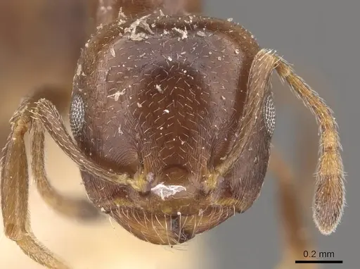Crematogaster gallicola specimen CASENT0908532 image casent0908532_2