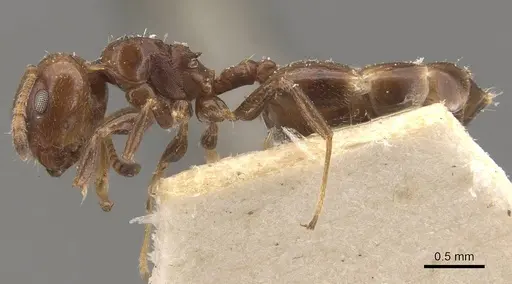 Crematogaster gallicola specimen CASENT0908532 image casent0908532_3