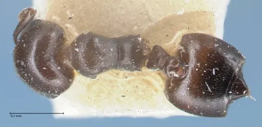 Crematogaster gallicola specimen FOCOL1481 image focol1481_1
