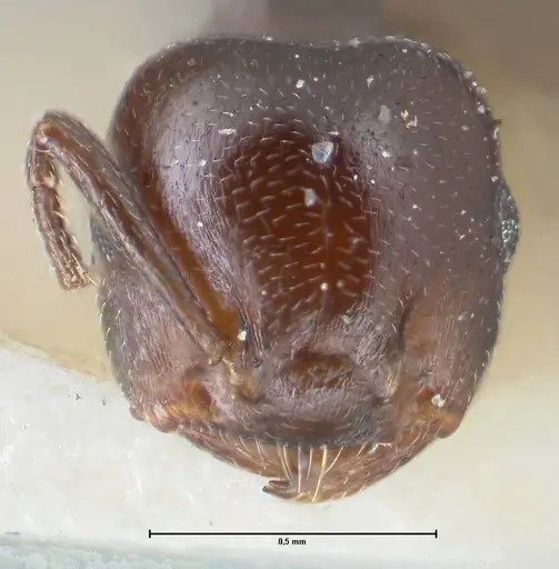 Crematogaster gallicola specimen FOCOL1481 image focol1481_2