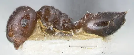 Crematogaster gallicola specimen FOCOL1481 image focol1481_3