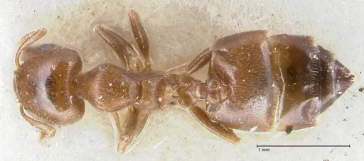 Crematogaster gallicola specimen FOCOL1482 image focol1482_1