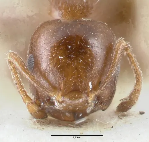 Crematogaster gallicola specimen FOCOL1482 image focol1482_2