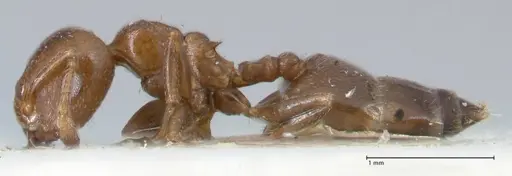 Crematogaster gallicola specimen FOCOL1482 image focol1482_3