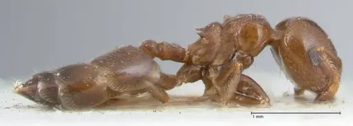 Crematogaster gallicola specimen FOCOL1482 image focol1482_4