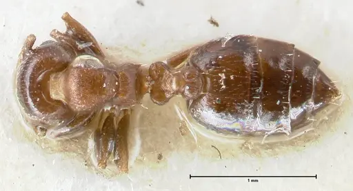 Crematogaster gallicola specimen FOCOL1483 image focol1483_1