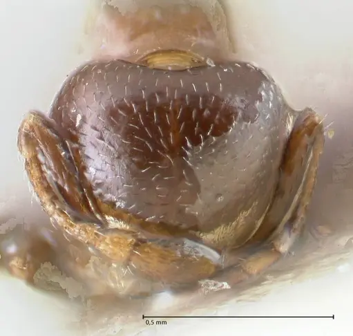 Crematogaster gallicola specimen FOCOL1483 image focol1483_2