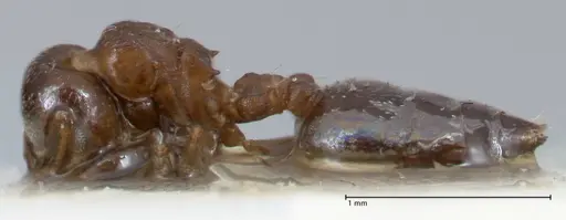 Crematogaster gallicola specimen FOCOL1483 image focol1483_3