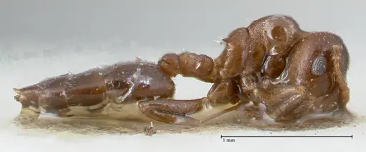 Crematogaster gallicola specimen FOCOL1483 image focol1483_4