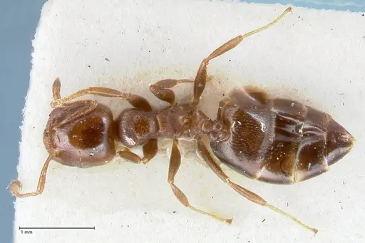 Crematogaster gallicola specimen FOCOL1484 image focol1484_1