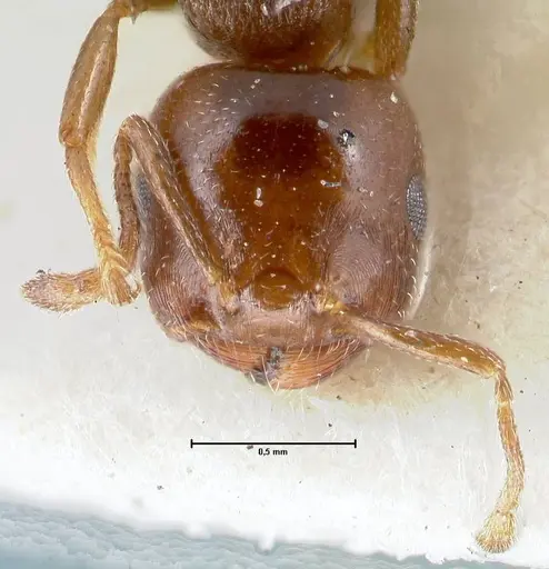 Crematogaster gallicola specimen FOCOL1484 image focol1484_2
