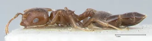 Crematogaster gallicola specimen FOCOL1484 image focol1484_3