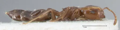Crematogaster gallicola specimen FOCOL1484 image focol1484_4