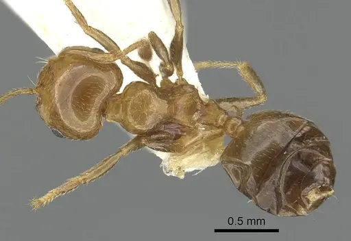 Crematogaster gambiensis specimen CASENT0902057 image casent0902057_1