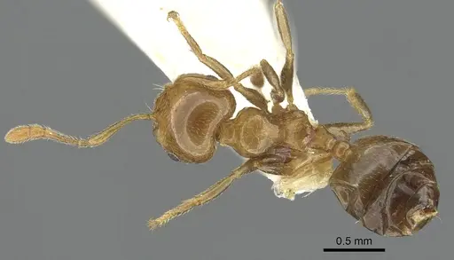 Crematogaster gambiensis specimen CASENT0902057 image casent0902057_2