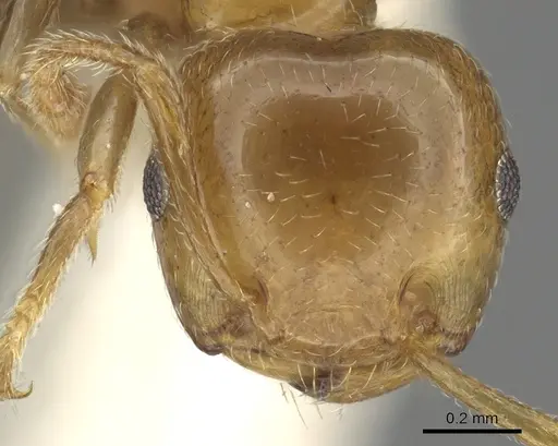 Crematogaster gambiensis specimen CASENT0902057 image casent0902057_3