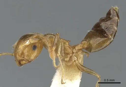 Crematogaster gambiensis specimen CASENT0902057 image casent0902057_4