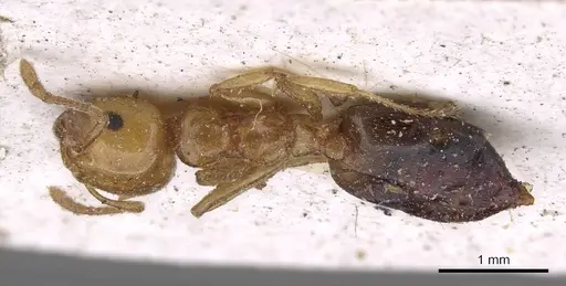 Crematogaster gambiensis specimen CASENT0908607 image casent0908607_1