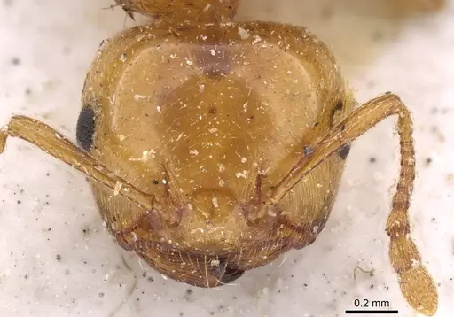 Crematogaster gambiensis specimen CASENT0908607 image casent0908607_2