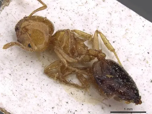 Crematogaster gambiensis specimen CASENT0908607 image casent0908607_3