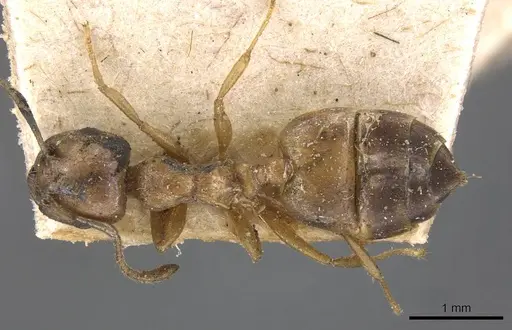 Crematogaster gambiensis specimen CASENT0908608 image casent0908608_1