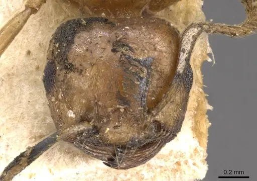 Crematogaster gambiensis specimen CASENT0908608 image casent0908608_2